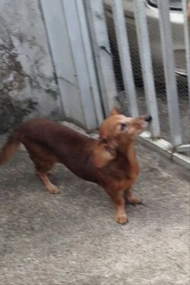 Cachorro ra a Mestiça bacê (salsicha) idade 6 ou mais anos nome Pitucha 