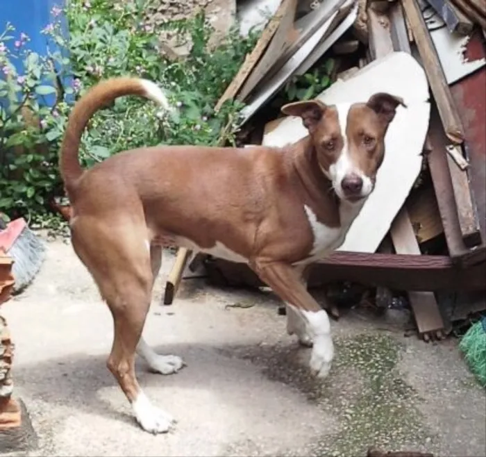 Cachorro ra a Mestiça pitbull idade 5 anos nome Meg