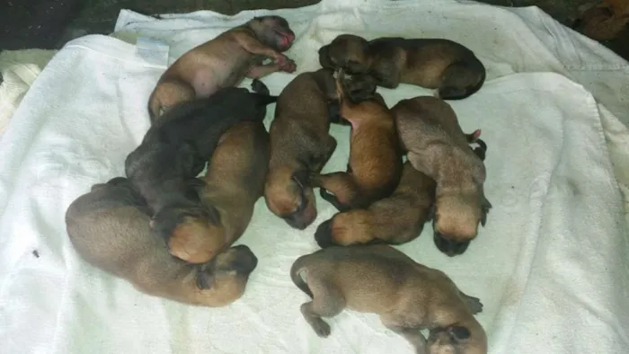 Cachorro ra a buldog e linguiça idade 2 a 6 meses nome sem nome