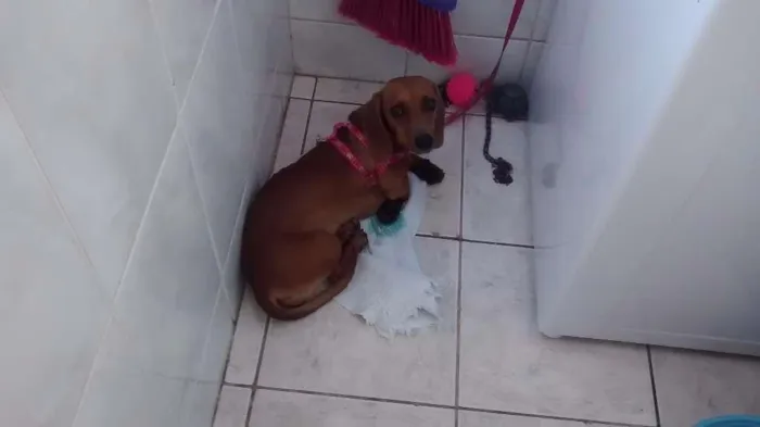 Cachorro ra a Basset idade 2 a 6 meses nome Mel