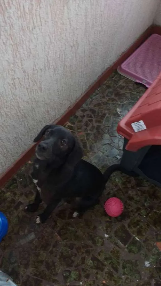 Cachorro ra a viralata idade 7 a 11 meses nome Pretinha