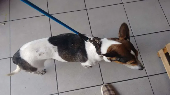 Cachorro raça indefinida idade 6 ou mais anos nome Cliford