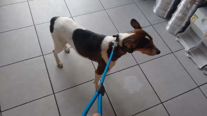Cachorro raça indefinida idade 6 ou mais anos nome Cliford
