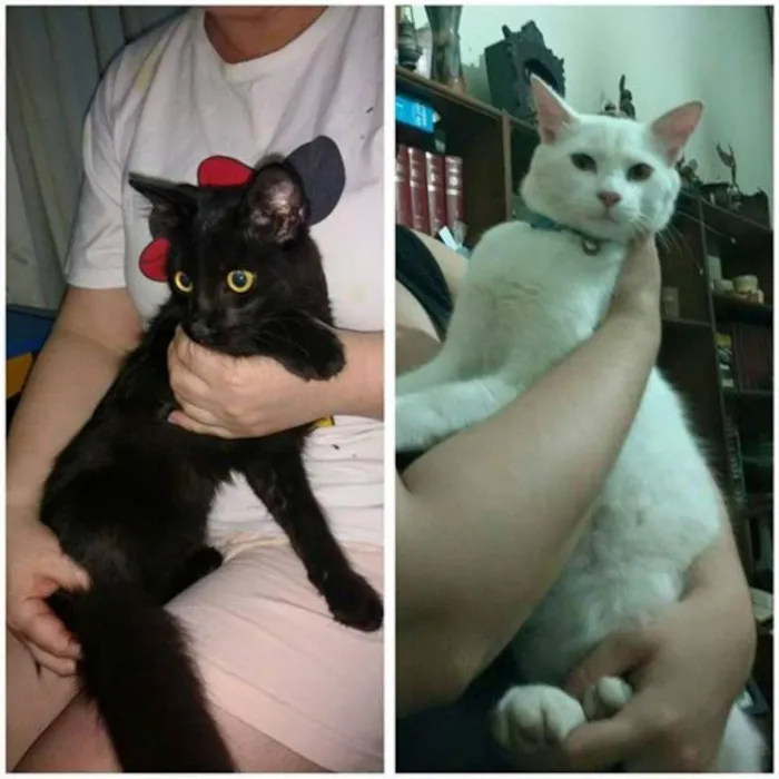 Gato raça SRD idade 1 ano nome -