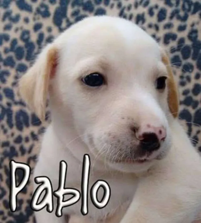 Cachorro ra a SRD idade Abaixo de 2 meses nome Pablo, Pepeu, Paçoc