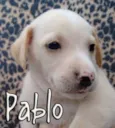 Pablo, Pepeu, Paçoc