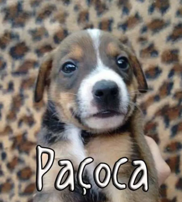 Cachorro ra a SRD idade Abaixo de 2 meses nome Pablo, Pepeu, Paçoc
