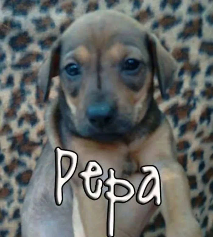 Cachorro ra a SRD idade Abaixo de 2 meses nome Pablo, Pepeu, Paçoc