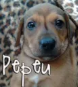 Pablo, Pepeu, Paçoc