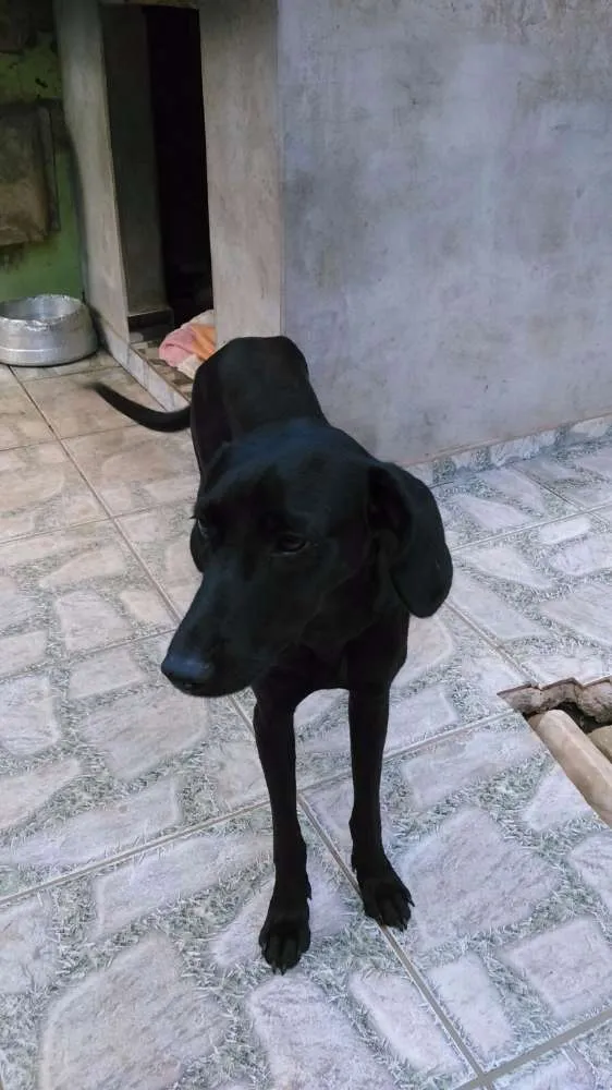 Cachorro ra a SRD idade 1 ano nome ZARA