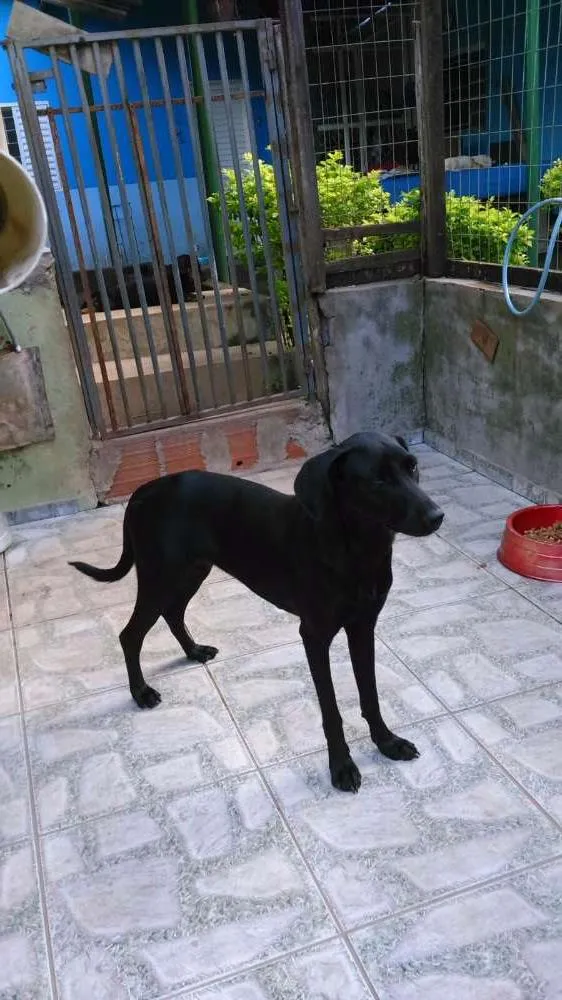 Cachorro ra a SRD idade 1 ano nome ZARA