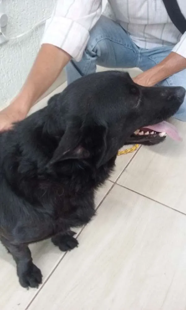 Cachorro ra a SRD idade 1 ano nome JOAQUIM