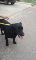 JOAQUIM
