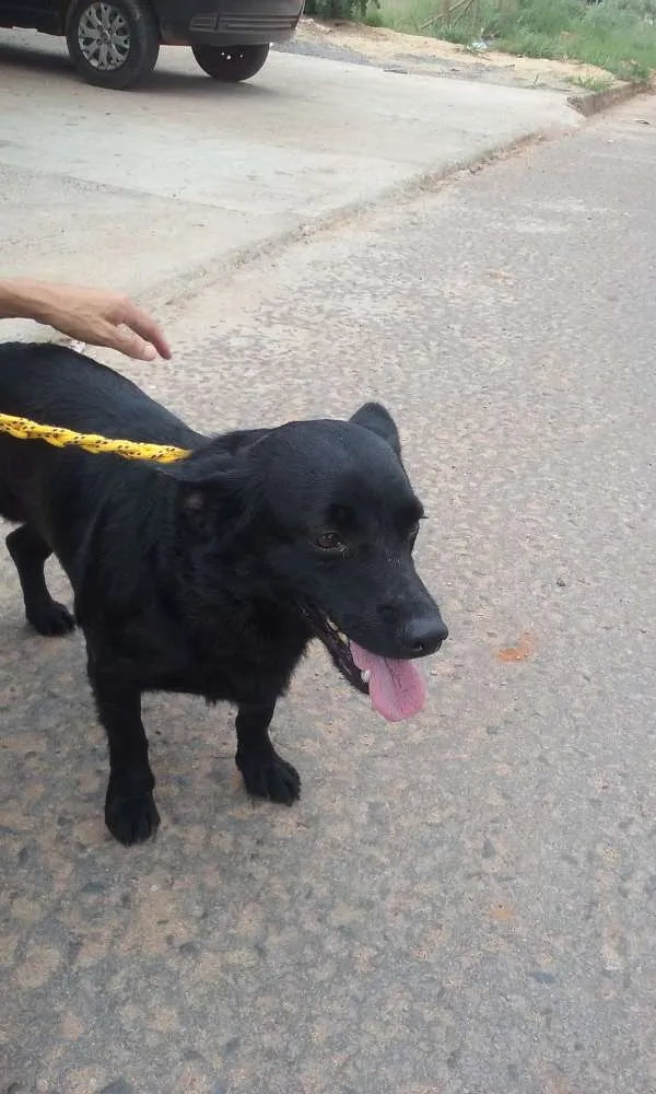Cachorro ra a SRD idade 1 ano nome JOAQUIM