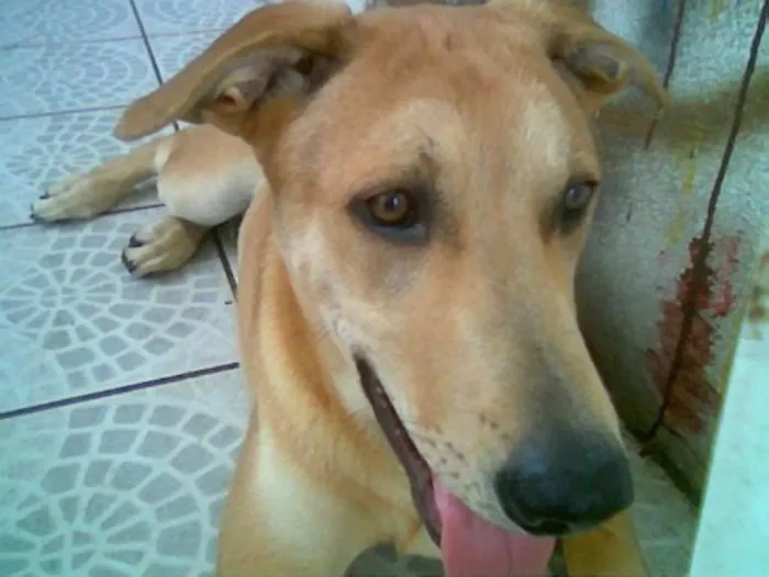 Cachorro ra a SRD idade 2 anos nome REX