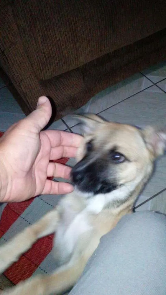 Cachorro ra a Vira lata  idade 2 a 6 meses nome Pity