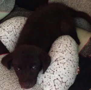 Cachorro raça SRD idade 2 a 6 meses nome Juninho