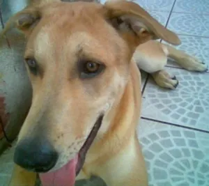Cachorro raça SRD idade 2 anos nome REX