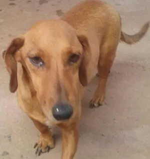 Cachorro raça Dauchshund idade 1 ano nome Mel