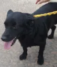 JOAQUIM