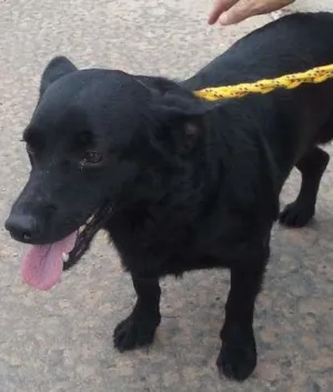 Cachorro raça SRD idade 1 ano nome JOAQUIM