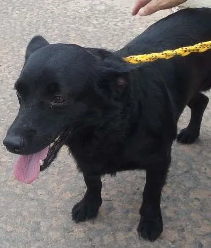Cachorro ra a SRD idade 1 ano nome JOAQUIM