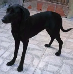 Cachorro raça SRD idade 1 ano nome ZARA