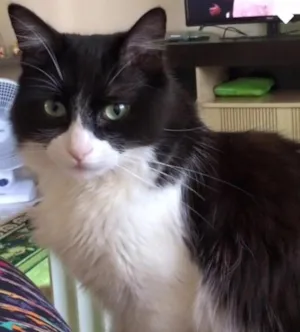 Gato raça Srd idade 3 anos nome Frajola