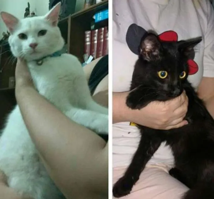 Gato raça SRD idade 1 ano nome -