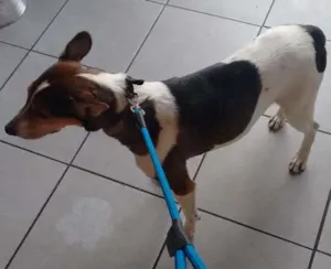 Cachorro raça indefinida idade 6 ou mais anos nome Cliford