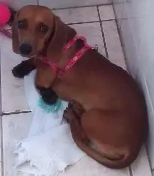 Cachorro ra a Basset idade 2 a 6 meses nome Mel