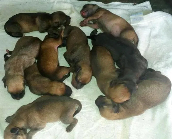 Cachorro ra a buldog e linguiça idade 2 a 6 meses nome sem nome
