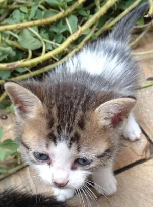 Gato raça  idade Abaixo de 2 meses nome manteguinha, lari e