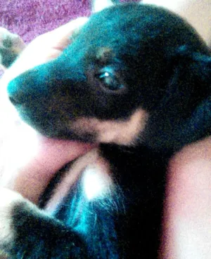 Cachorro raça nao sei a raça idade Abaixo de 2 meses nome pretinha