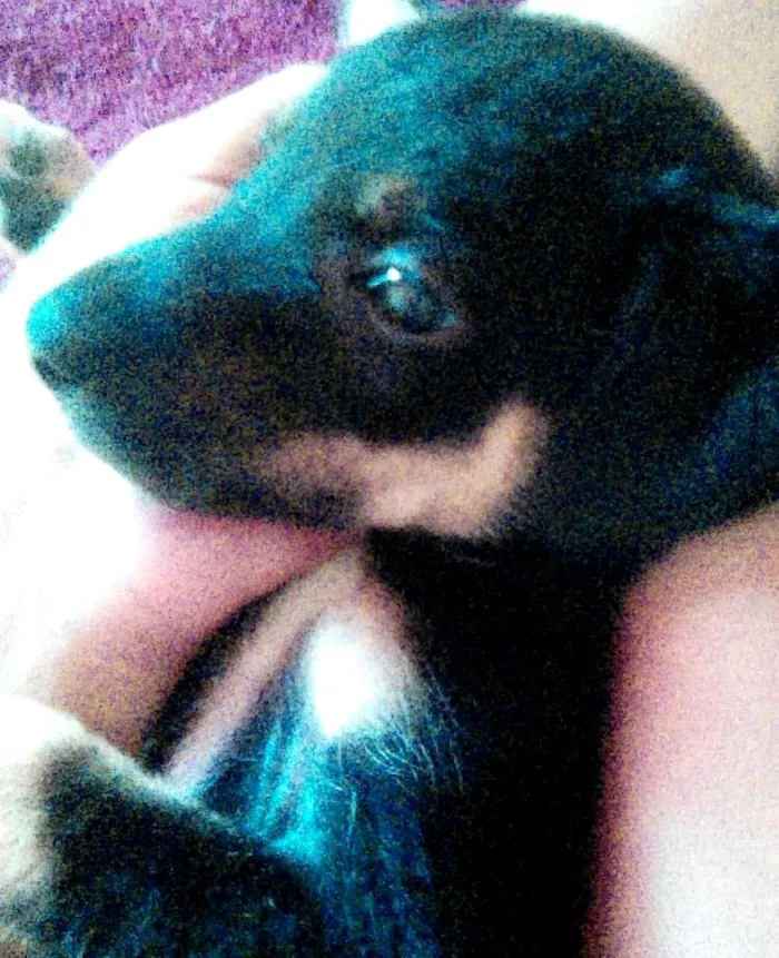 Cachorro ra a nao sei a raça idade Abaixo de 2 meses nome pretinha