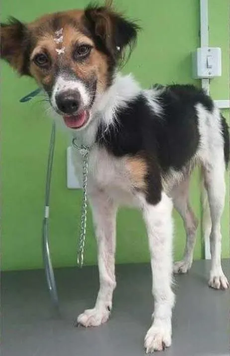 Cachorro ra a SRD idade 2 anos nome Charlotte