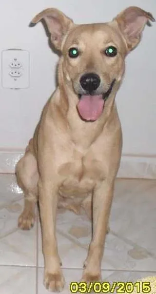 Cachorro ra a Vira lata idade 6 ou mais anos nome Angelyna