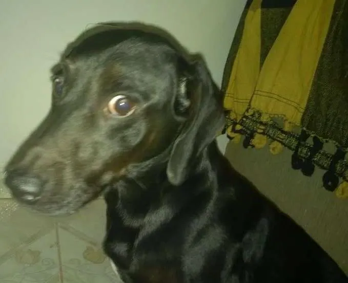 Cachorro ra a Basset idade 5 anos nome Bob
