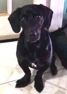 Cachorro raça Basset idade 5 anos nome Bob