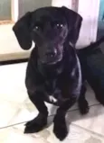 Bob
