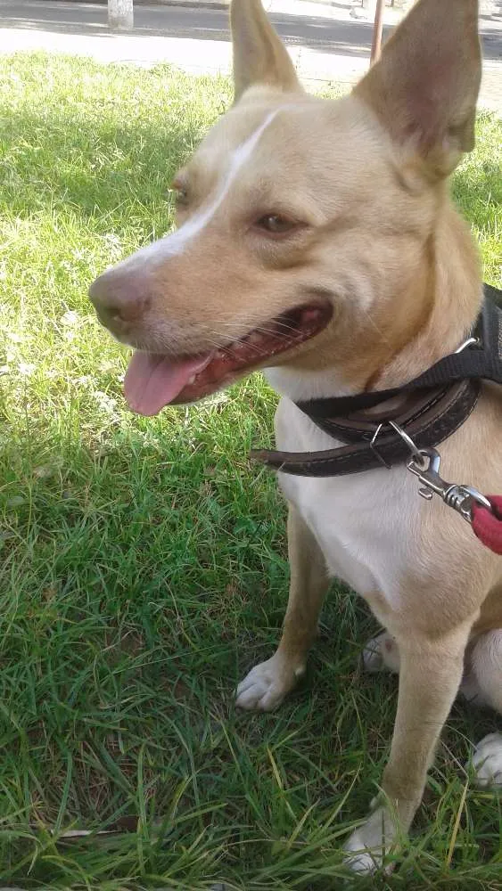 Cachorro raça indefinida idade 5 anos nome Fred 