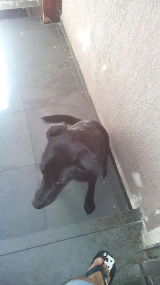Cachorro ra a Labrador idade 7 a 11 meses nome Bolt