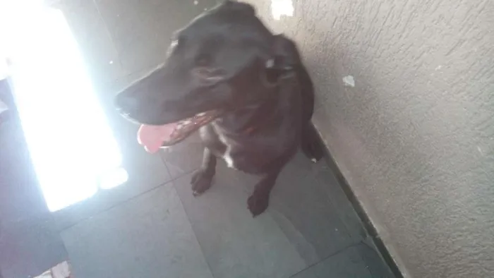 Cachorro ra a Labrador idade 7 a 11 meses nome Bolt