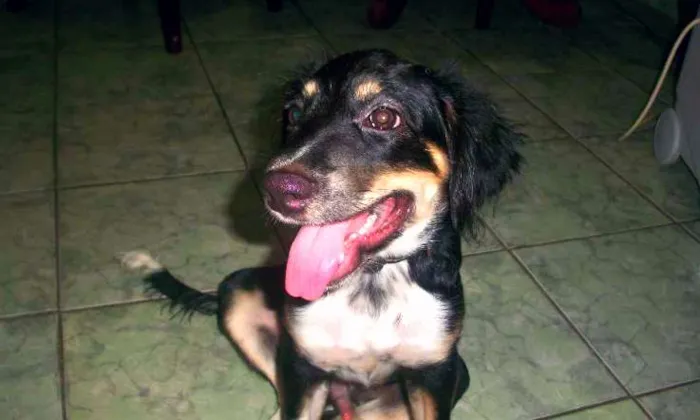 Cachorro ra a Vira-lata idade 7 a 11 meses nome Nick