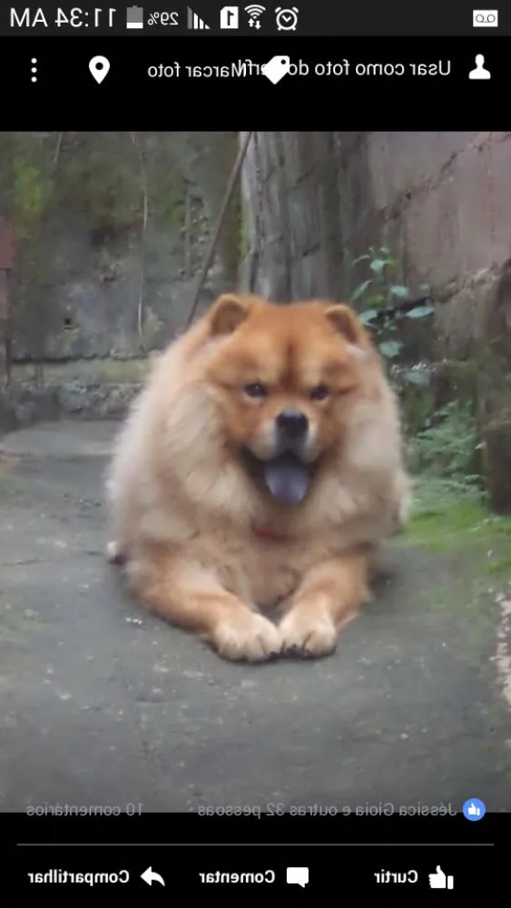 Cachorro raça Chow chow idade 3 anos nome FREUD (FROID)