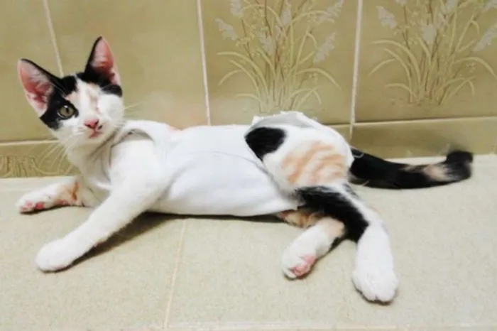 Gato ra a SRD idade 2 a 6 meses nome Endora Kate