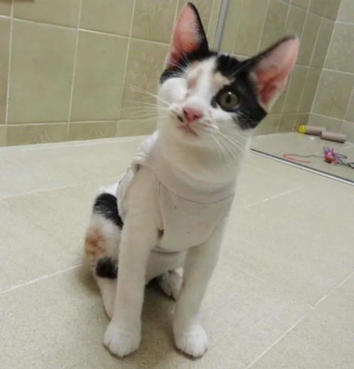 Gato ra a SRD idade 2 a 6 meses nome Endora Kate