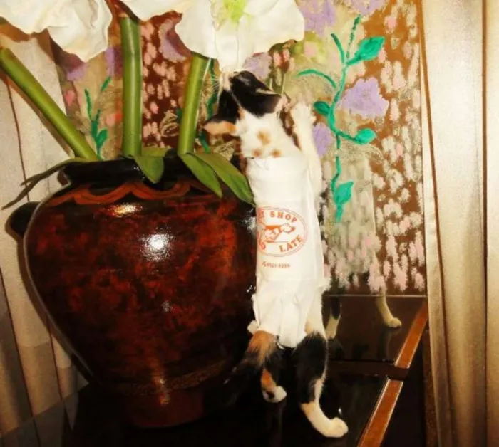 Gato ra a SRD idade 2 a 6 meses nome Endora Kate