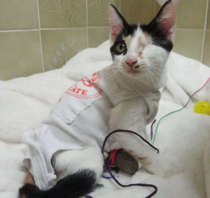 Gato ra a SRD idade 2 a 6 meses nome Endora Kate
