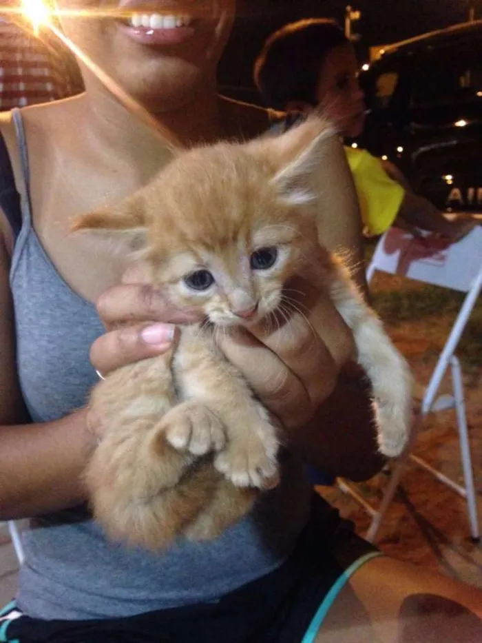 Gato ra a  idade Abaixo de 2 meses nome Não possui nome